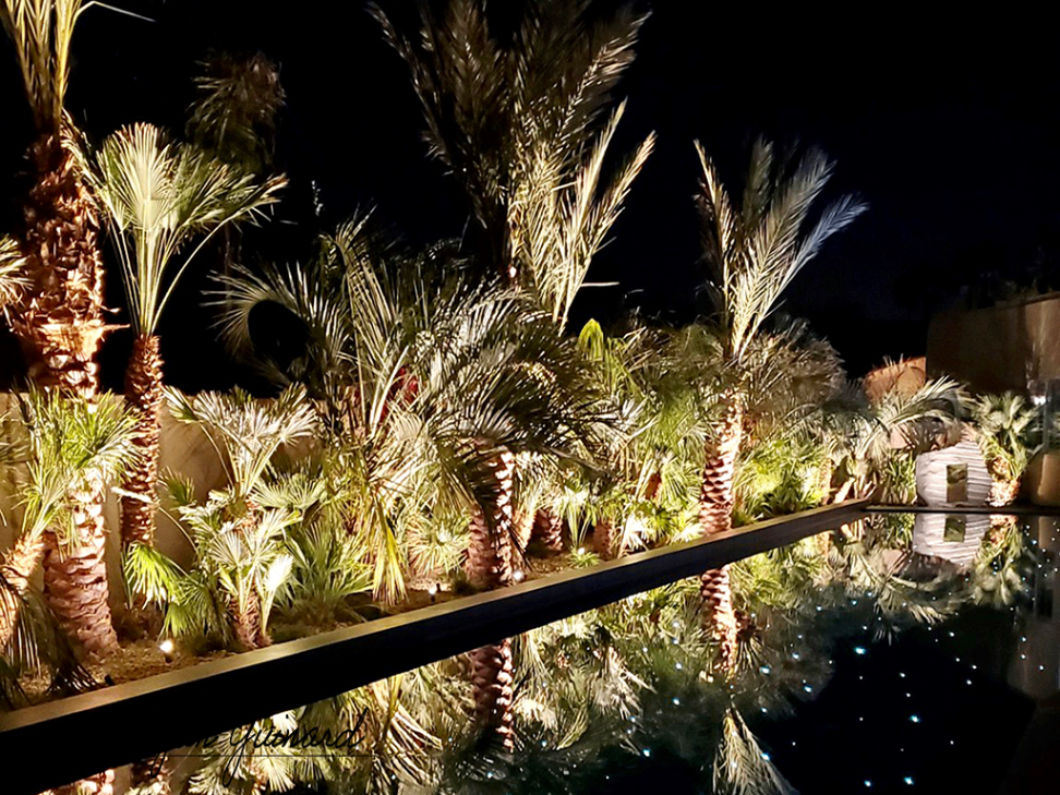 Palm Grove Night Lighting